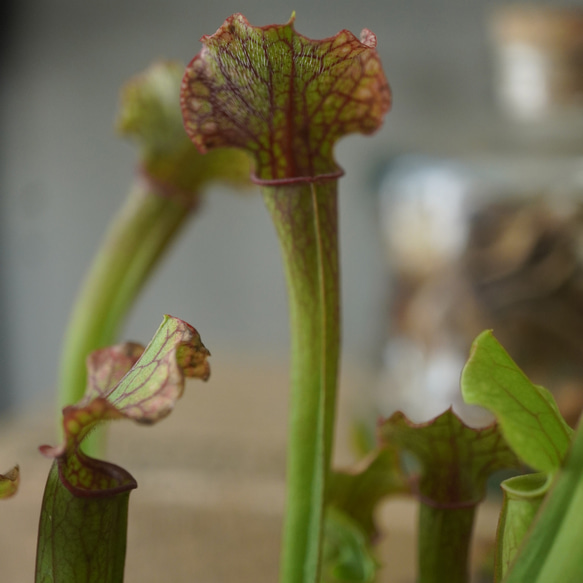 サラセニア・ジュディスヒンドル群生株３号◆食虫植物　ギフト　夏 2枚目の画像