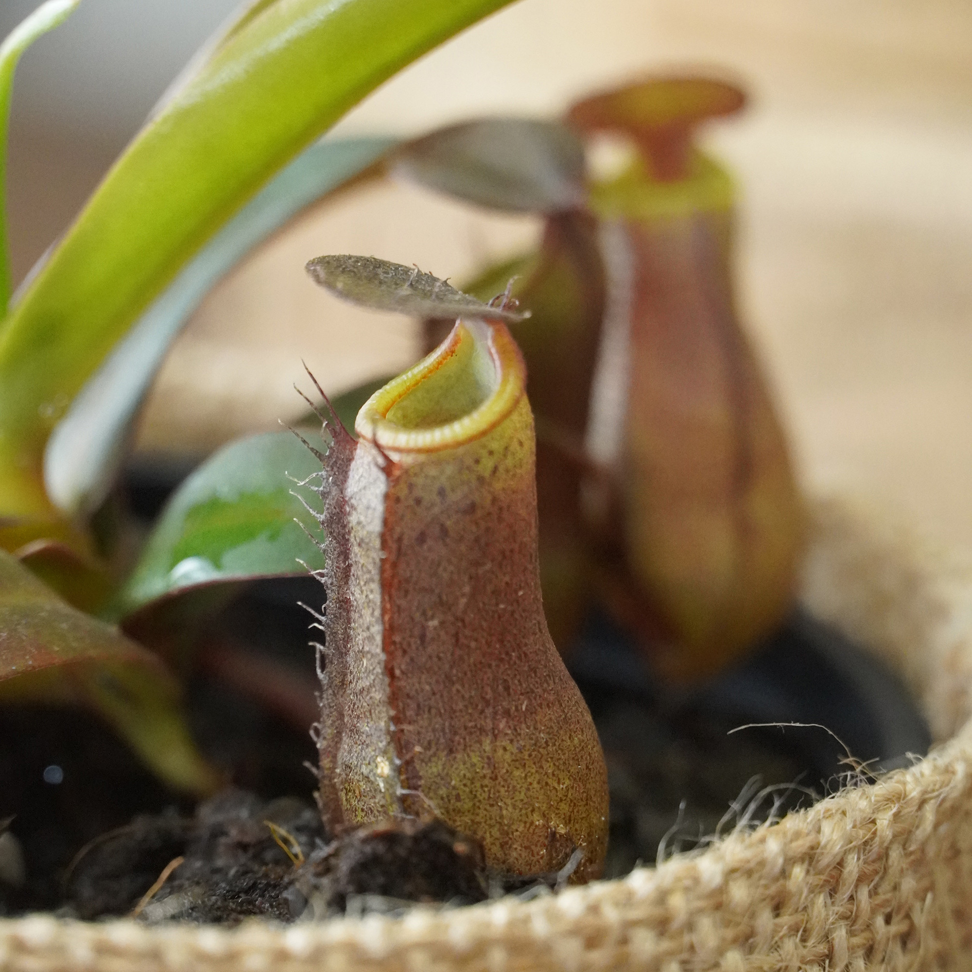【良株】食虫植物 ネペンテス・アンプラリア レッドセレクション ウツボカズラ Nepenthes ampullaria 