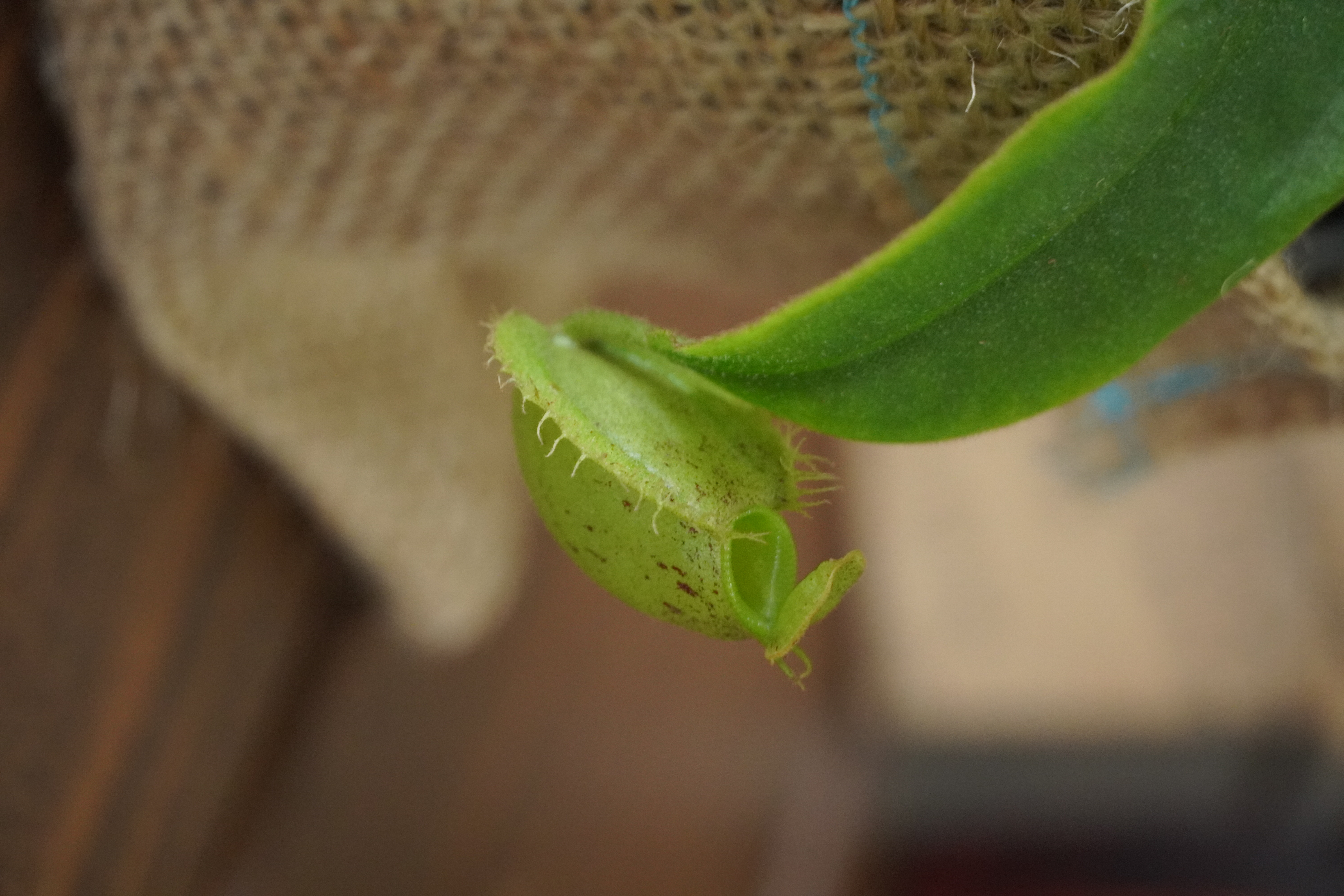 Nepenthes truncata 　ゆうパック(メルカリ便)　食虫植物