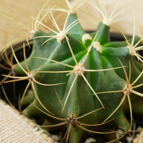 P*W様 ラスト オークション サボテン フェロカクタス 王冠竜錦 実生 二