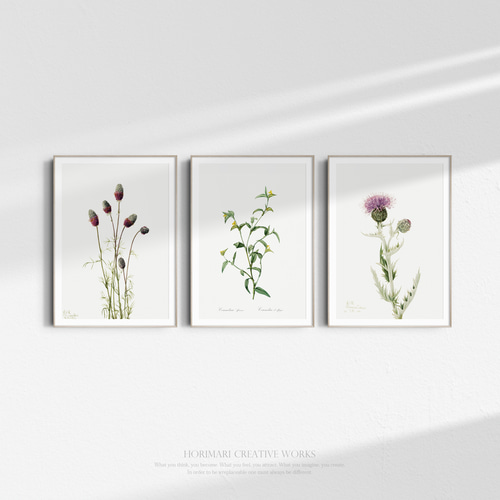 香りアザミ プレーリーマスコット アンティーク ボタニカルフラワー