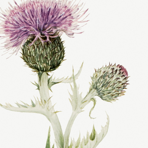 香りアザミ プレーリーマスコット アンティーク ボタニカルフラワー