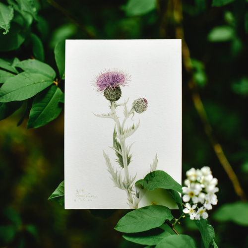 香りアザミ プレーリーマスコット アンティーク ボタニカルフラワー