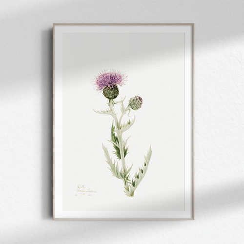 香りアザミ プレーリーマスコット アンティーク ボタニカルフラワー