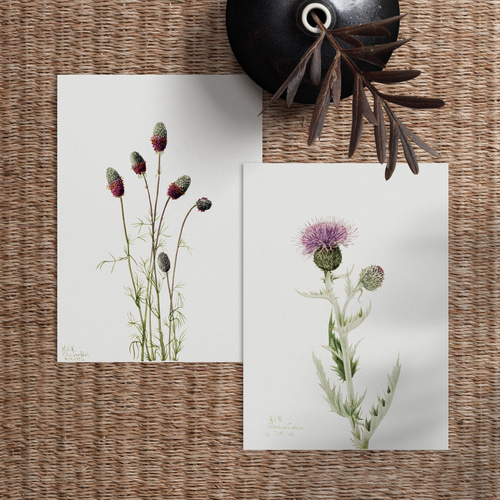 香りアザミ プレーリーマスコット アンティーク ボタニカルフラワー