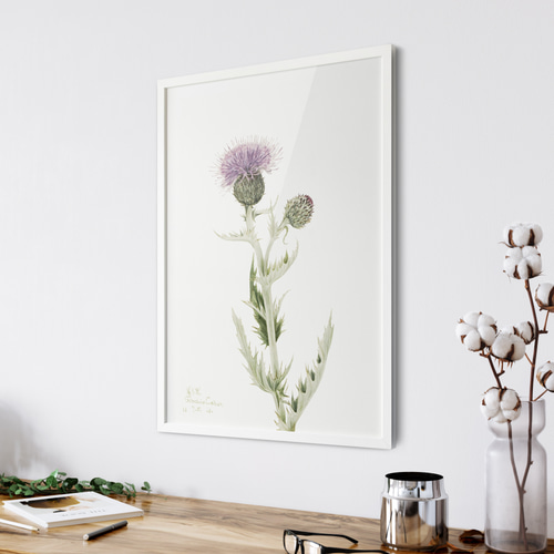 香りアザミ プレーリーマスコット アンティーク ボタニカルフラワー