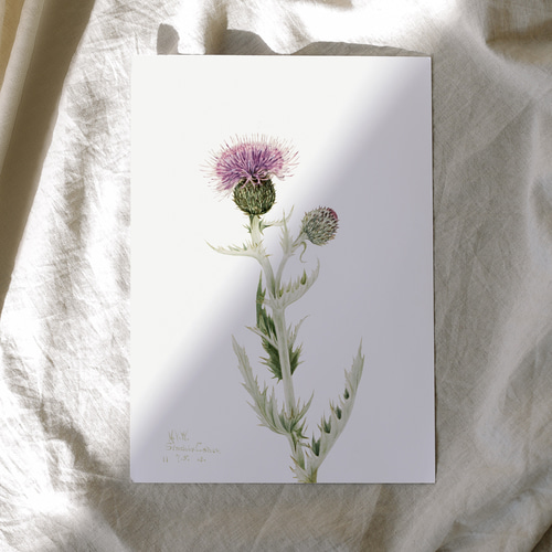 香りアザミ プレーリーマスコット アンティーク ボタニカルフラワー