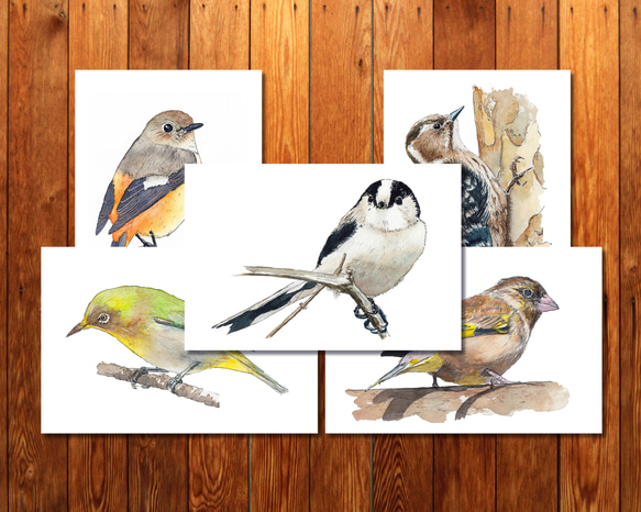 鳥類イラストカード 52枚セット ポストカード『日本の野鳥イラスト』2枚セット | なごみの小鳥