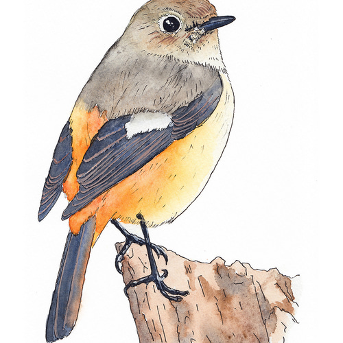 野鳥の水彩画 ポストカードA 5枚セット ポストカード Hick 通販 野鳥の水彩画 ポストカードA 5枚セット ポストカード Hick 通販