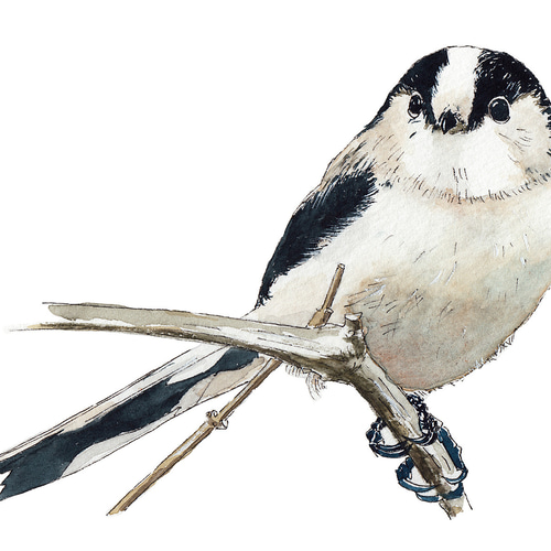 野鳥の水彩画 ポストカードA 5枚セット ポストカード Hick 通販