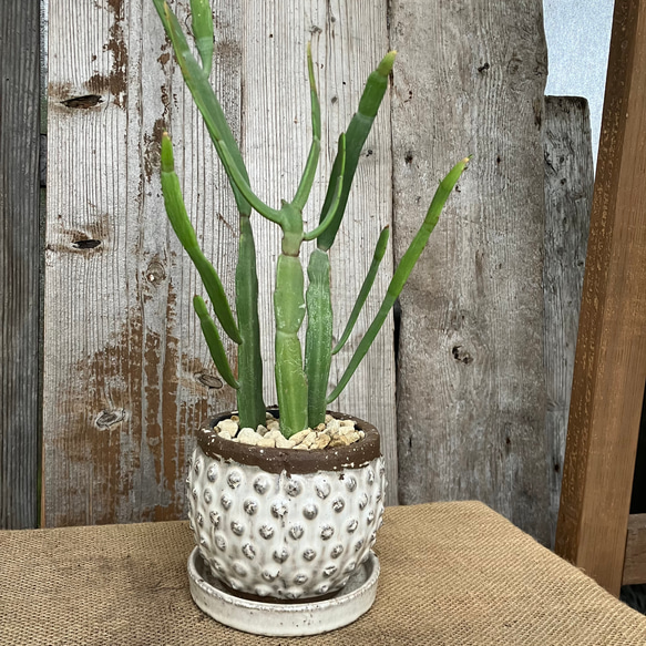 ユーフォルビア　キシロピロイデス　(キシロフィロイデス) 大株　送料無料 ユーフォルビア・キシロフィロイデス - 鉢物・観葉植物・花・樹木など