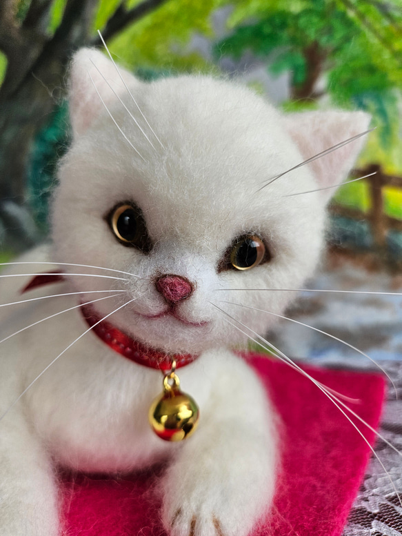 丸いお顔の白猫ちゃん 8枚目の画像