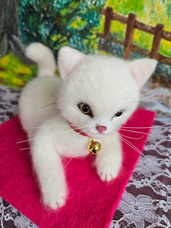 丸いお顔の白猫ちゃん 2枚目の画像