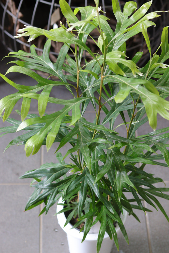 大人気プランツ❤︎グレビレアバイレアナ(グレビレアゴールド) その他