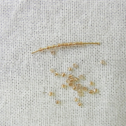 カットビーズ　ライトベージュゴールド×クリア 2枚目の画像