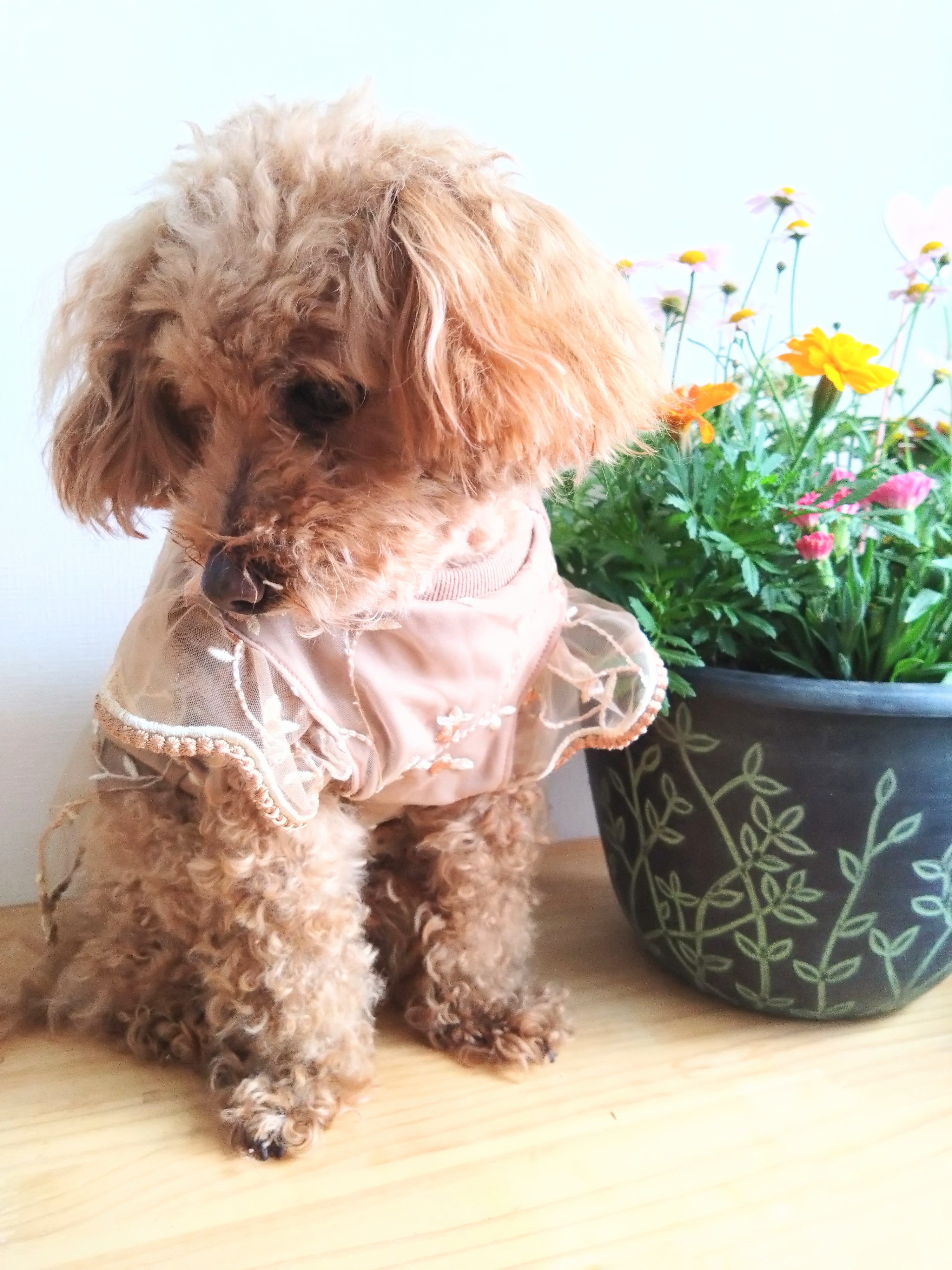 楓花様❤オーダー♡ふんわりシフォン♡ハンドメイド犬服♡ s 犬服 シースルー シフォン 花柄 刺繍 犬 チワワ ヨーキー ナチュラル
