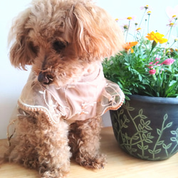 s 犬服 　シースルー　シフォン　花柄　刺繍 犬　 チワワ　ヨーキー　ナチュラル 1枚目の画像