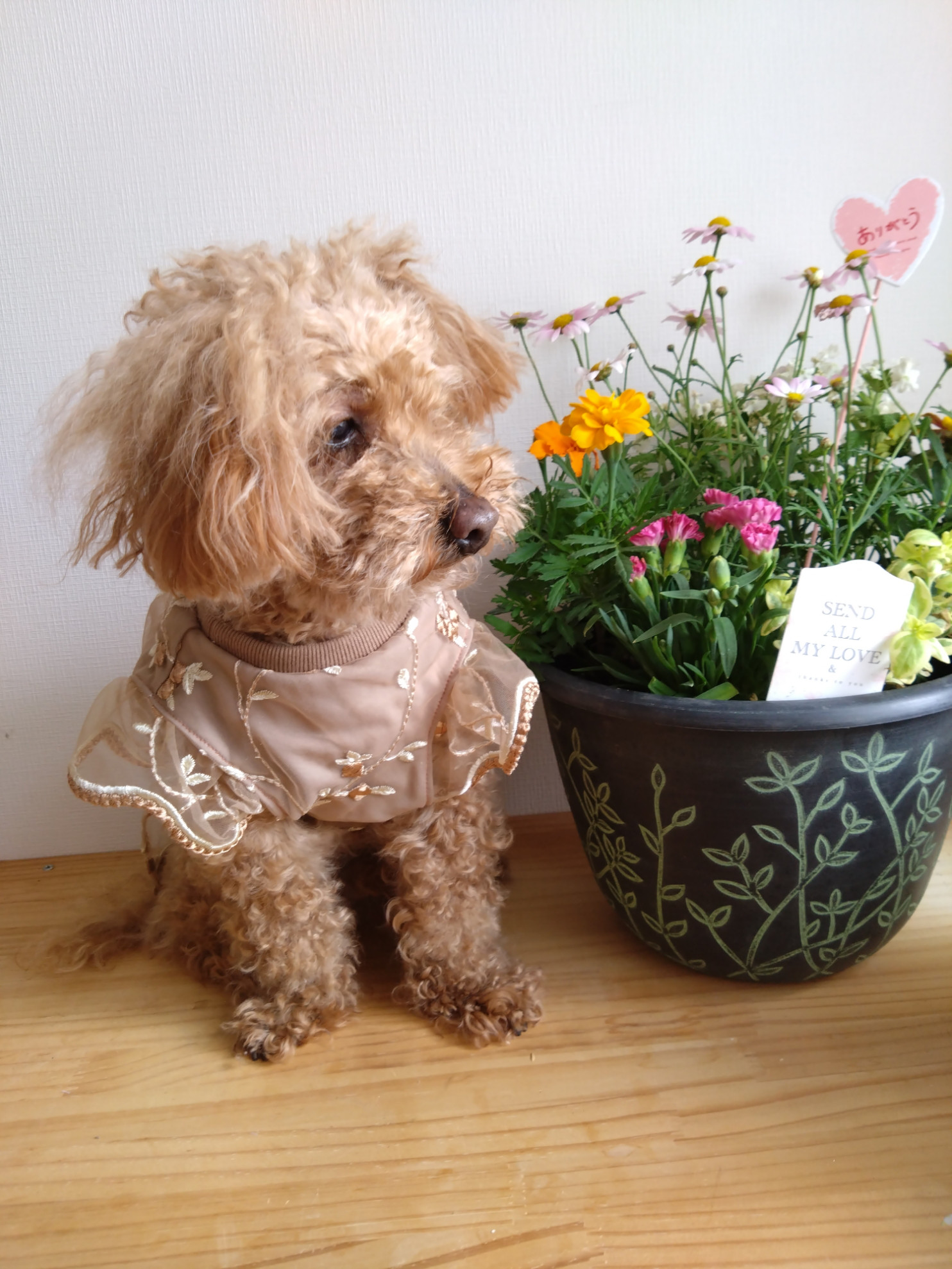 犬刺繍 イアハピヨネベージュ フード付き