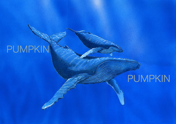 まっこう鯨の親子ペンギン 遥かなる旅路 PA-A4-027 鯨の親子 オーシャン コバルトブルー 碧