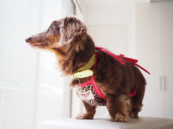 犬服　ダックスちゃんのヒョウ柄のお散歩エプロン　　ピンク紐　女の子用 8枚目の画像