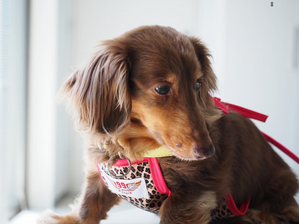 犬服　ダックスちゃんのヒョウ柄のお散歩エプロン　　ピンク紐　女の子用 4枚目の画像