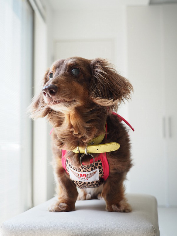 犬服　ダックスちゃんのヒョウ柄のお散歩エプロン　　ピンク紐　女の子用 6枚目の画像