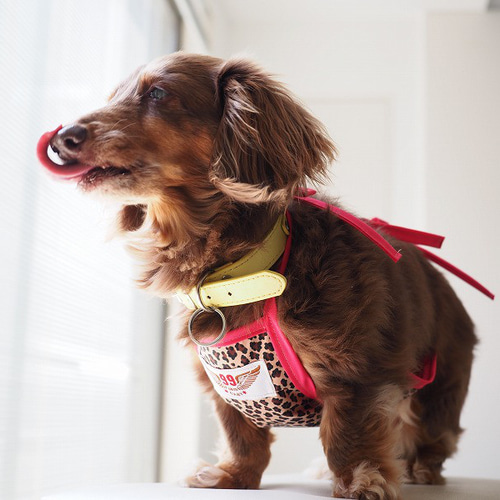 犬服 ダックスちゃんのヒョウ柄のお散歩エプロン ピンク紐