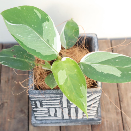 人気のフィロデンドロン＊ホワイトプリンセス＊ピンクプリンセス