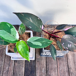 希少ホヤ＊インクラサッタ＊アルボマギナータ＊斑入り＊観葉植物