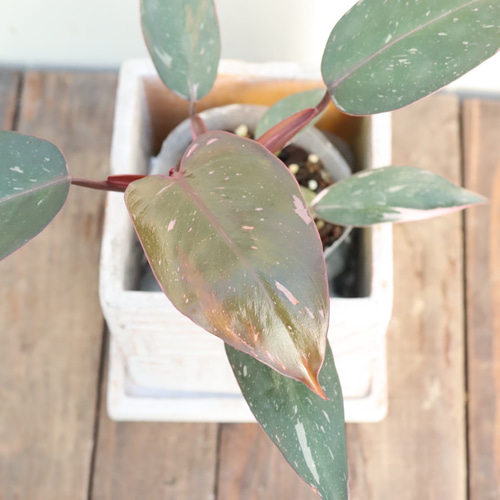 人気のフィロデンドロン＊ホワイトプリンセス＊ピンクプリンセス＊陶器