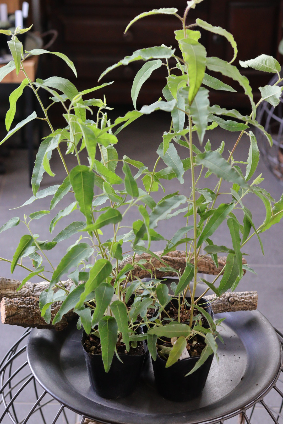 お買い得！虫除けにも♪ ユーカリ レモンブッシュ 4苗セット