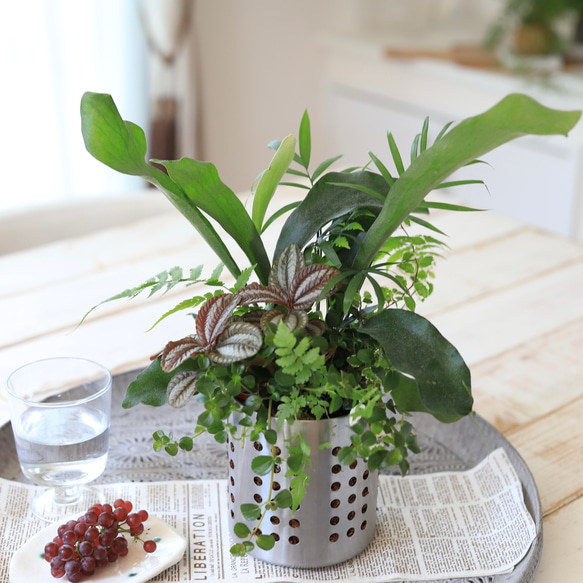 観葉植物】コウモリランのギャザリング寄せ植え ドライフラワー