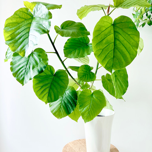 6/20撮影 #400 フィカス ウンベラータ 観葉植物 室内 その他インテリア