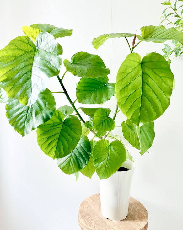 6/20撮影 #400 フィカス ウンベラータ 観葉植物 室内 その他インテリア