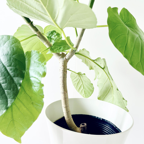 大切なウンベラータ Lサイズ 観葉植物 calm cafe 6/20撮影 #400 フィカス ウンベラータ 観葉植物 室内 その他インテリア