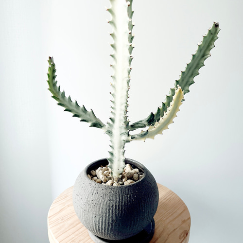 観葉植物】 ホワイトゴースト 受皿付