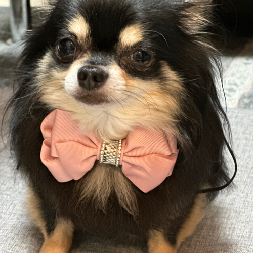 ◇再販◇SNSでご購入頂きましたリボンチョーカー 犬アクセサリー 犬