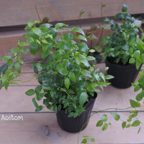 アスパラガス　スマイラックス　苗　観葉植物　グリーン　沖縄 楽天市場】アスパラガス スマイラックス苗 観葉植物 販売 通販