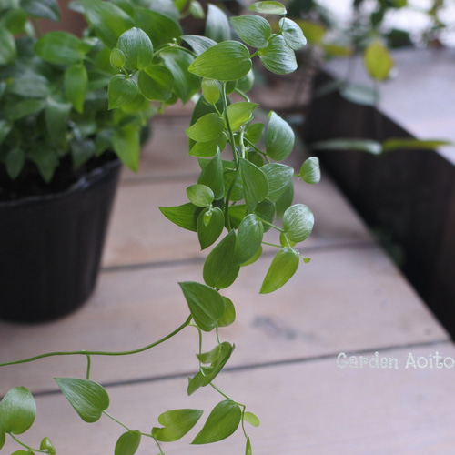 ○観葉植物/シェードガーデン○アスパラガス*スマイラックス* その他