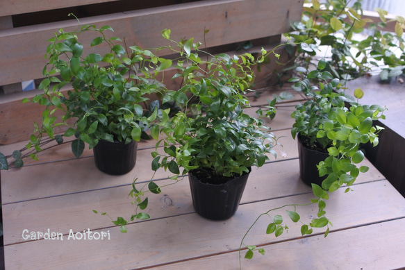 アスパラガス　スマイラックス　苗　観葉植物　グリーン　沖縄 楽天市場】アスパラガス スマイラックス苗 観葉植物 販売 通販