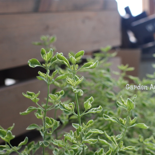 ミントブッシュ*モンシェリー* その他インテリア雑貨 Garden Aoitori