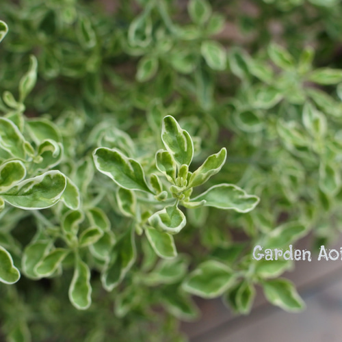 ミントブッシュ*モンシェリー* その他インテリア雑貨 Garden Aoitori
