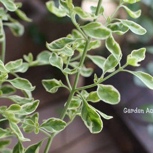 ミントブッシュ*モンシェリー* その他インテリア雑貨 Garden Aoitori