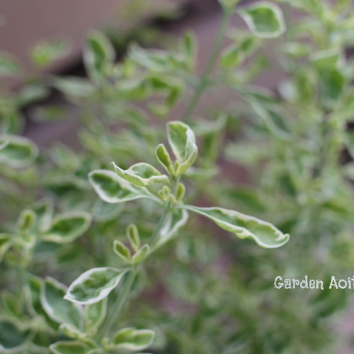 ミントブッシュ*モンシェリー* その他インテリア雑貨 Garden Aoitori