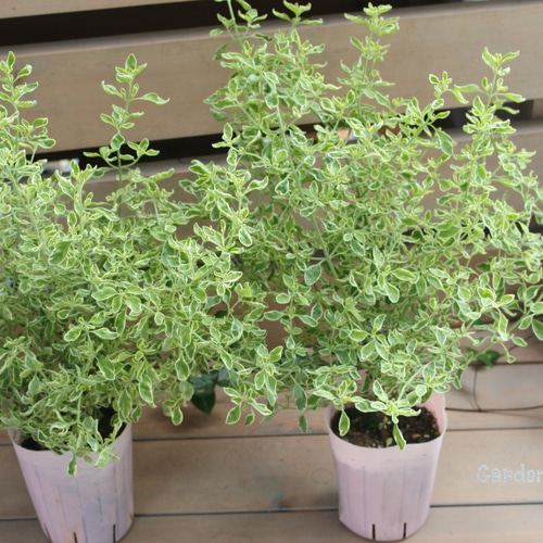 ミントブッシュ*モンシェリー* その他インテリア雑貨 Garden Aoitori
