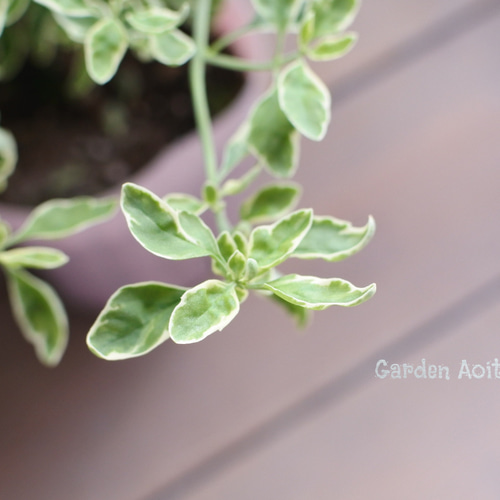 ミントブッシュ*モンシェリー* その他インテリア雑貨 Garden Aoitori