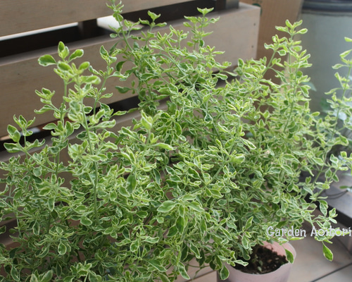 ミントブッシュ*モンシェリー* その他インテリア雑貨 Garden Aoitori