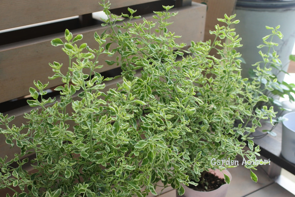 ミントブッシュ*モンシェリー* その他インテリア雑貨 Garden Aoitori