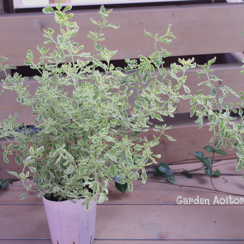ミントブッシュ*モンシェリー* その他インテリア雑貨 Garden Aoitori