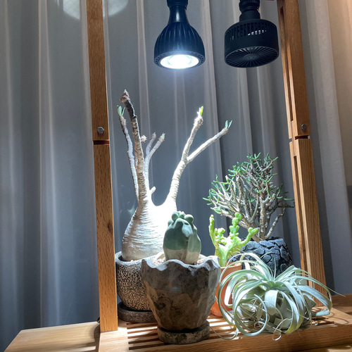 新作！植物育成LEDライトスタンド［オーク］ 植物育成LEDライトスタンド［オーク］LED.サーキュレーター付属